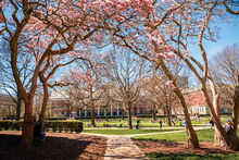 Cherry blossoms on the Main Quad 