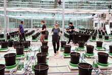 Researchers start the first experiment with sugarcane in the new Plant Biology Innovation Greenhouse. (Photo by John Hodge/CABBI.)