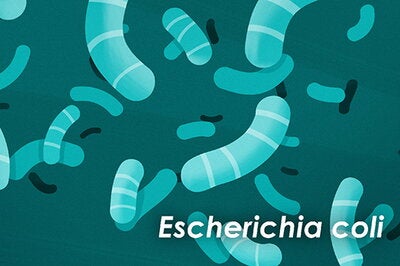 Escherichia coli illustration