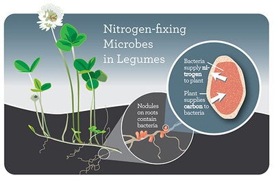 Legumes like clover form root nodules