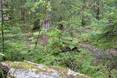 Wind River Forest