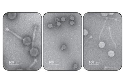 Phages