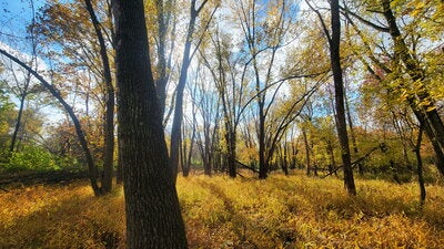 Trees at Homer Lake Forest Preserve