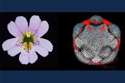 The left shows how a Mimulus parishii mature flower looks like, and on the right it's a confocal microscopy image of Mimulus parishii flower 