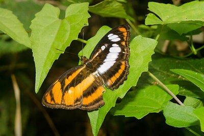 Gynandromorph of Color Sergeant butterfly from India