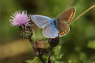 Gynandromorph of Common Blue butterfly
