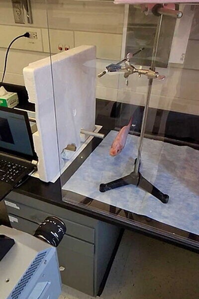 a fish hanging from a mechanical device sitting on top of a table