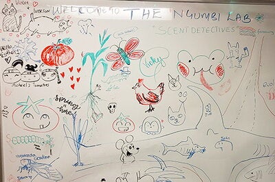 a whiteboard outside Ngumbi's lab, covered in drawings of plants and creatures