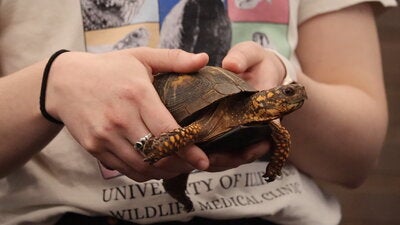 Vet Med volunteer holding a turtle