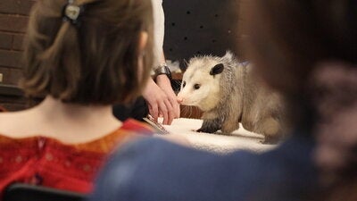 Students looking at an opossum