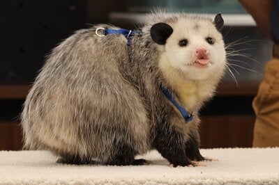 Pesto the opossum