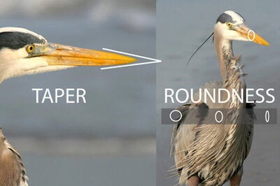 Heron's beak