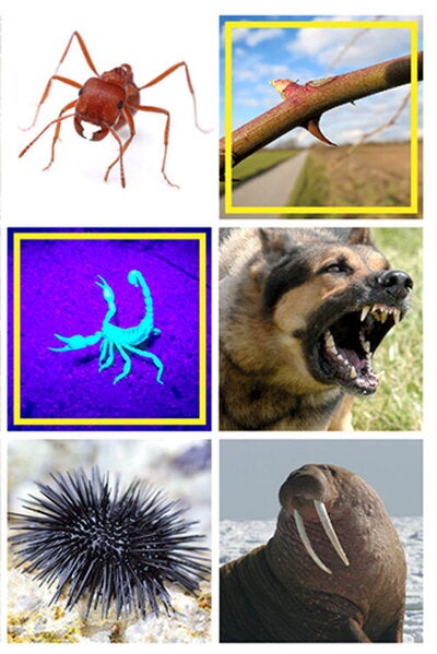 Puncture tools on animals and insects