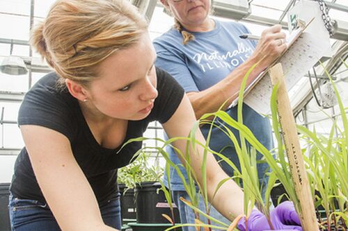 Student conducting research