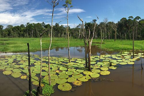 Pond