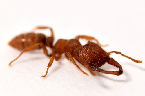 The Dracula ant, Mystrium camillae