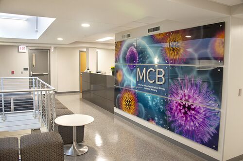 The School of MCB Learning Center for Instruction and Advising