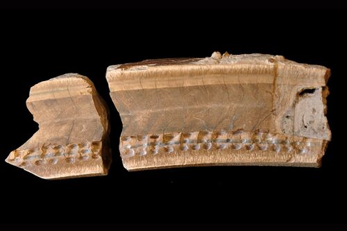 Ancient sloth tooth