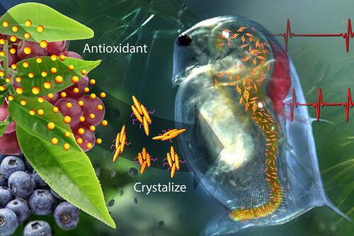 Water fleas undergoing cardiac stress