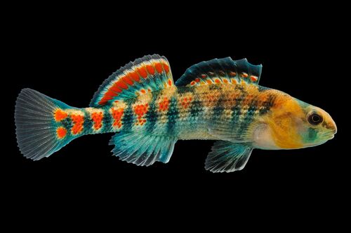 Orangethroat darter