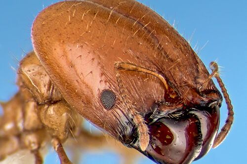 Soldier ant head