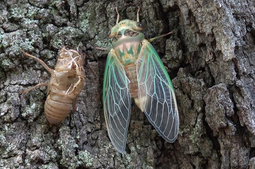 An exoskeleton and a cicada