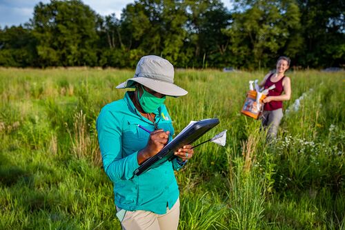Researchers search for bees on prairie land