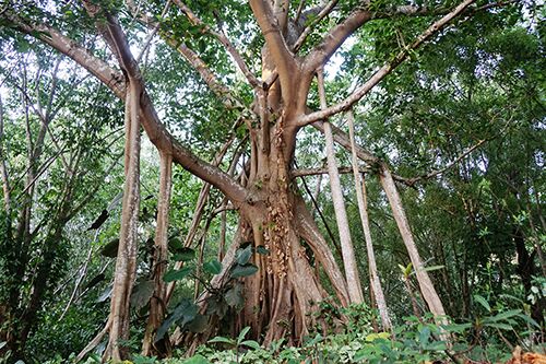Banyan tree