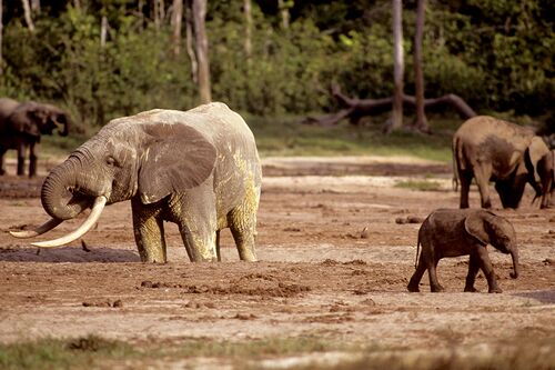 Elephants wading in mud