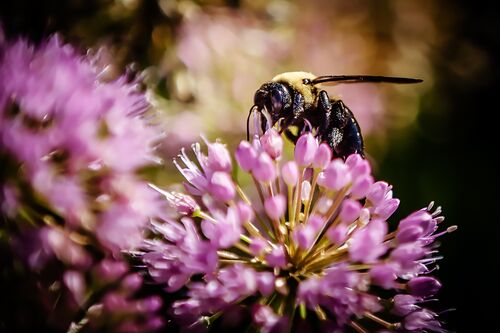 Bee on a flower on U of I campus