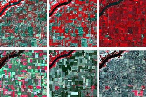 Crop forecasting images