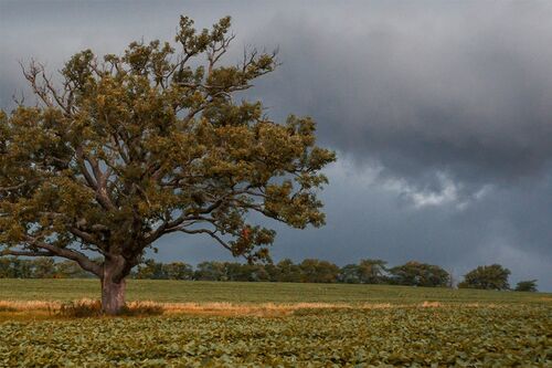 Tree on the Illinois prairie