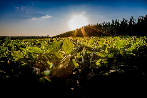 Crops and sun