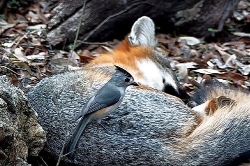 Tufted titmouse taking fur from a fox