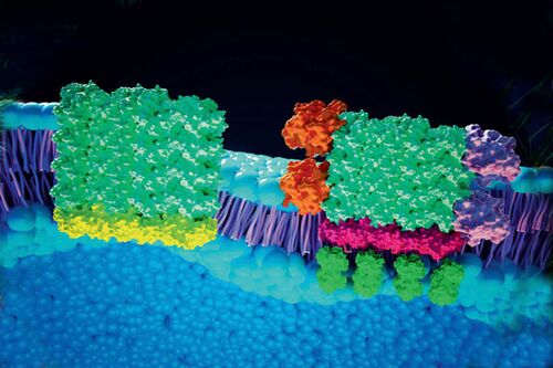 Membrane-bound light receptors