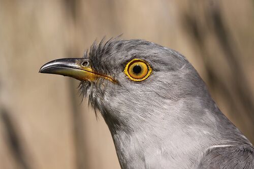 Cuckoo bird