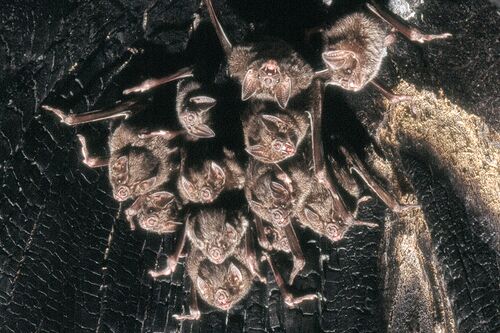 Bats in a cave