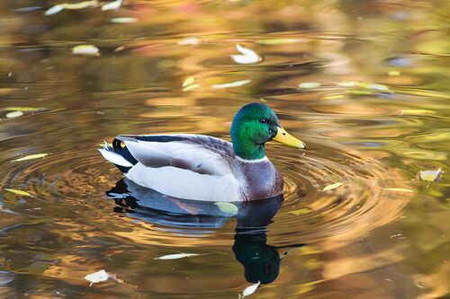 A duck in water