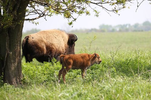 Bison in Will County, Illinois