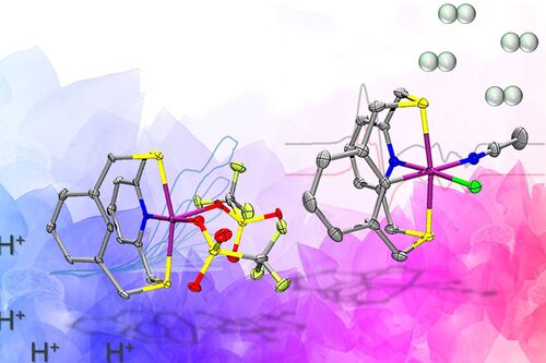 Biological enzymes