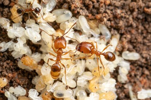 Leaf-litter ants