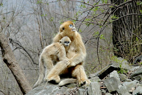 Asian colobine monkeys
