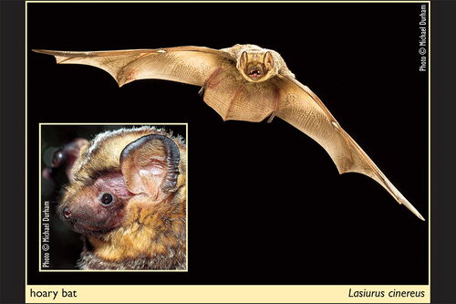 Bat from Illinois