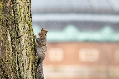 Squirrel on a tree trunk on the Main Quad