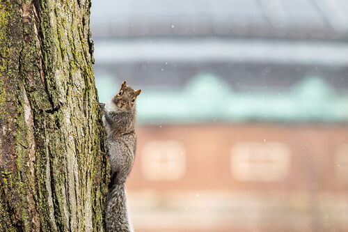 Squirrel on a tree trunk on the Main Quad