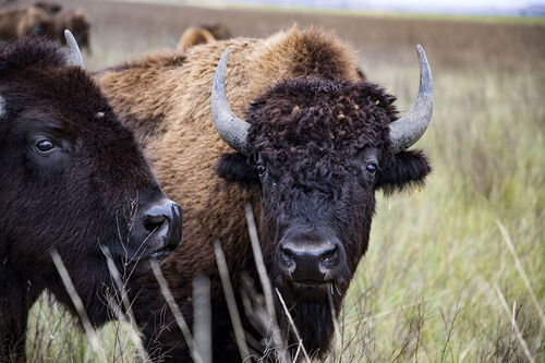 Bison on the prairie