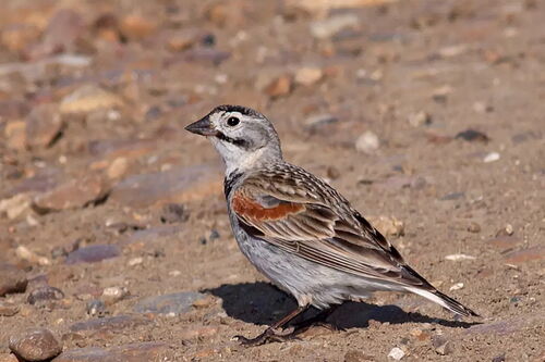 Thick-billed longspur