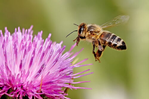 Honey bee approaching flower