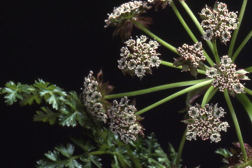 Umbellifers