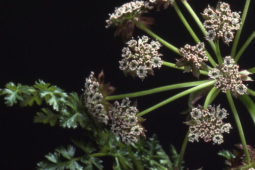 Umbellifers 